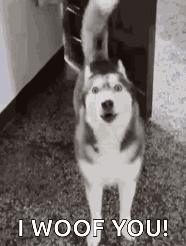 Husky Love GIF