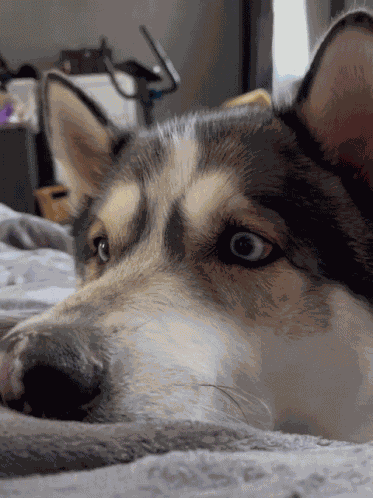 Husky Love GIF