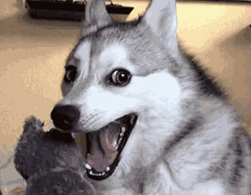 Husky GIF