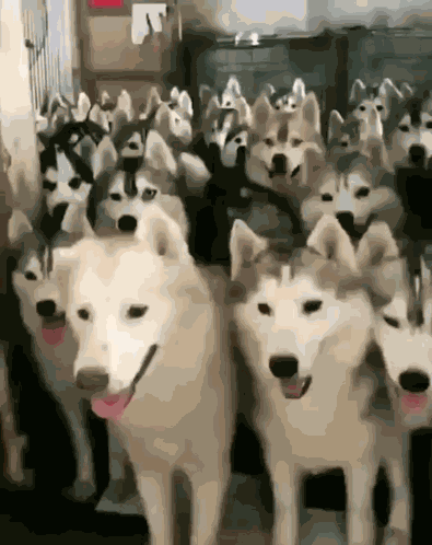 Husky Pack GIF