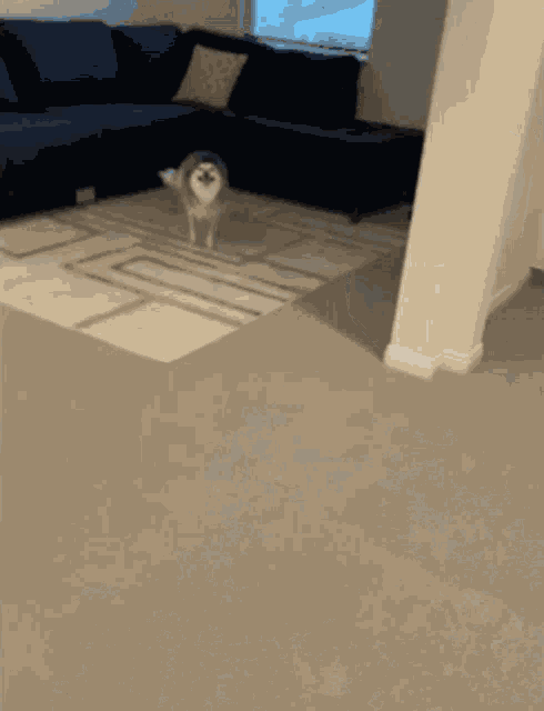 Husky Zoomies GIF