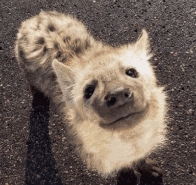 Hyena Cute Cat GIF