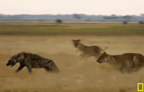 Hyena Running For Its Life GIF