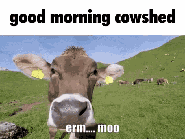 Hypixel Cowshed GIF