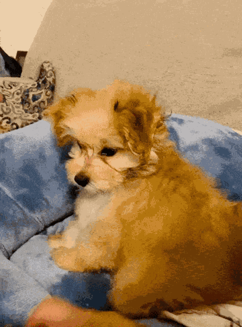 Hypnotize Hypnotized GIF