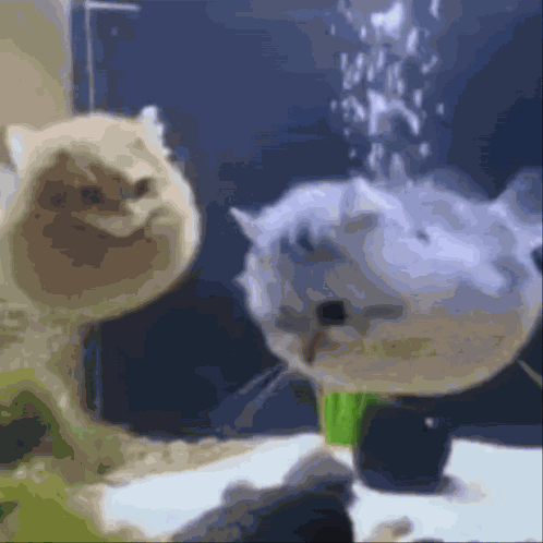 Hzaltınel GIF