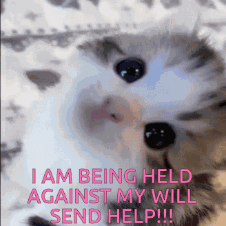 I Am Being Held Against My Will Kiwi Discord GIF