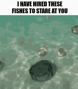I Have Hired These Fishes To Stare At You Hired Fish GIF