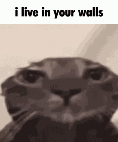 I Live In Your Walls I Know Where You Live GIF