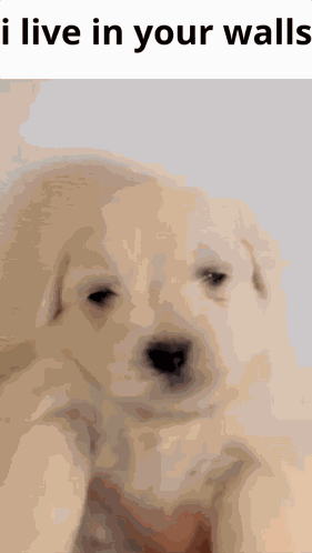 I Live In Your Walls GIF