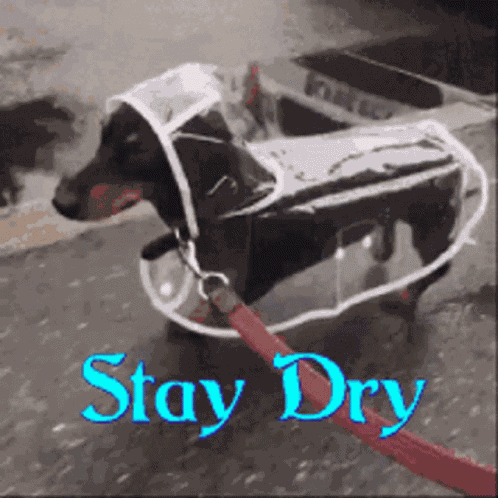 I Love When It Rains GIF