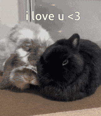 I Love You Bunny Rabbit GIF