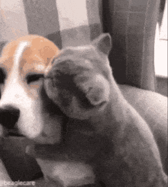 I Love You Dogs GIF