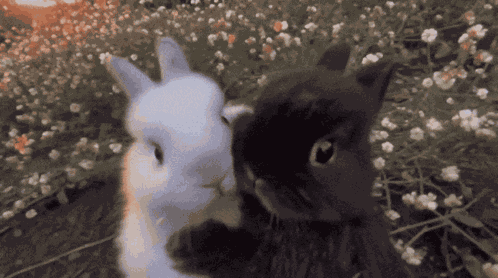 I Love You Ily GIF