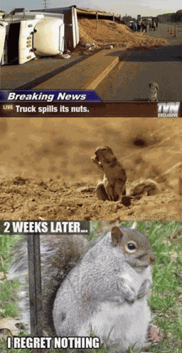 I Regret Nothing Funny Animals GIF