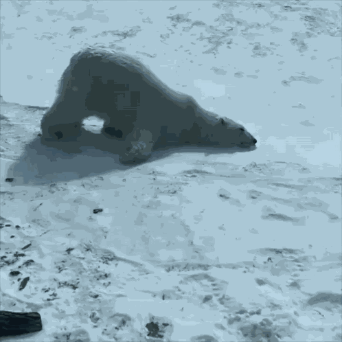 Ice Bear Ledni GIF