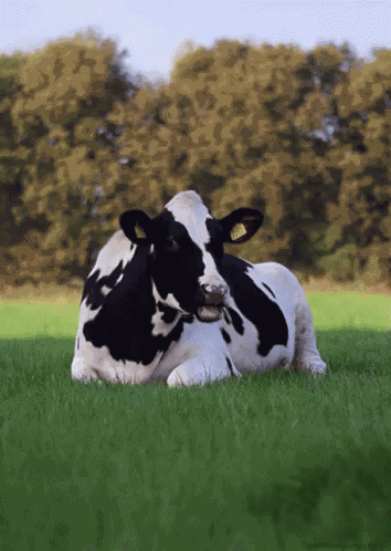 Idc GIF