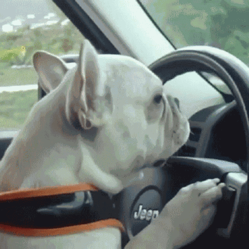 If Frenchness Was A Dog GIF