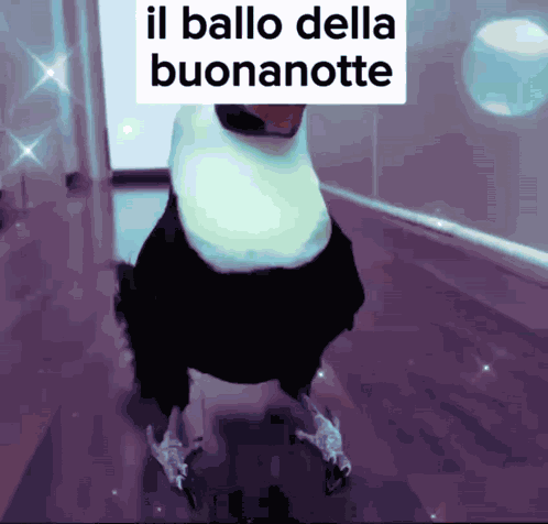 Il Ballo Della Buonanotte Tucano GIF