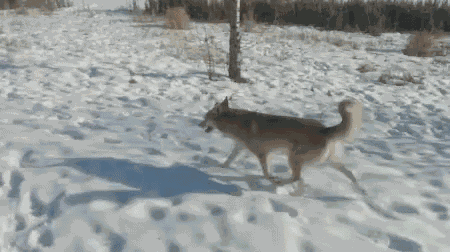 Ila Winter GIF