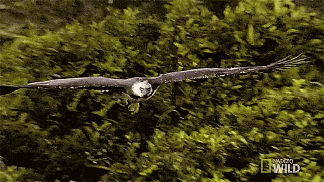 Im Coming Beware The Harpy GIF