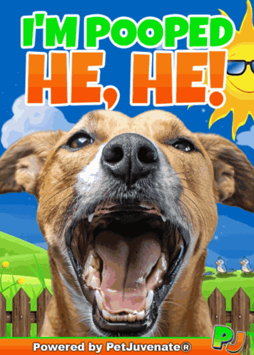 Im Pooped Pj Petjuvenate Cute Funny Gif Poopy Dog Puppy Potty Training Funny Gif GIF