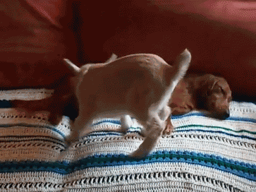 I'M Sorry! GIF