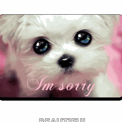 Im Sorry Sorry GIF