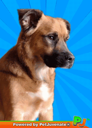 Im Sorry W Suprised Dog GIF