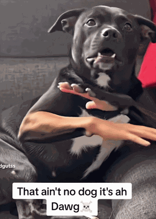 Ima Bite You Dog Ai Dog GIF