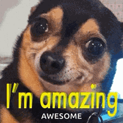 Imamazing Dog GIF