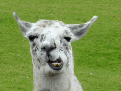 Imfred Llama GIF