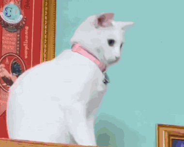 Indian Head Shake Cat GIF