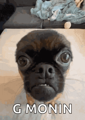 Indigoingot Chickencoup GIF