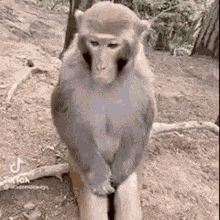 Inefablejuly Unbothered Monkey Yawning GIF