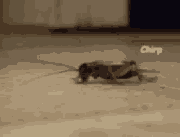 Insect Chirping GIF