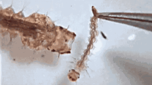 Insect Eating GIF