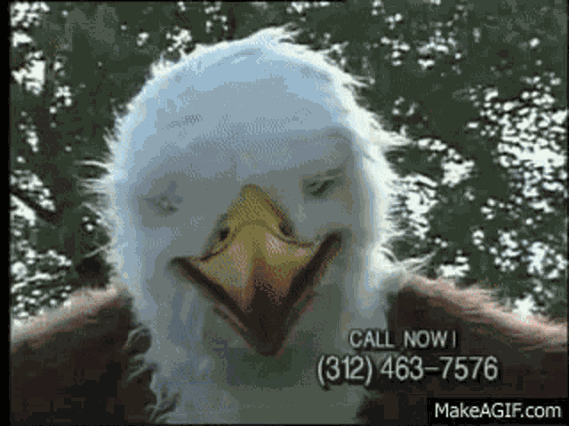 Insurance Bird GIF