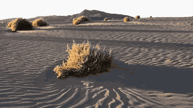 Iota Tumbleweed GIF