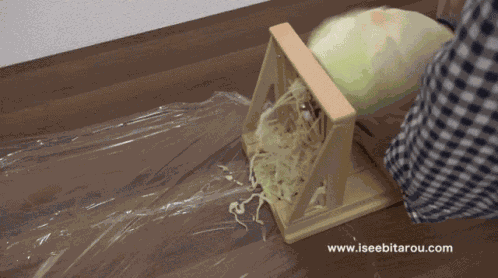 Iseebitarou Cabbage GIF