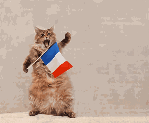 Ishka Cat GIF
