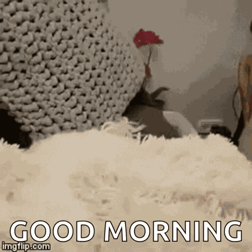 Its Bedtime Dog GIF
