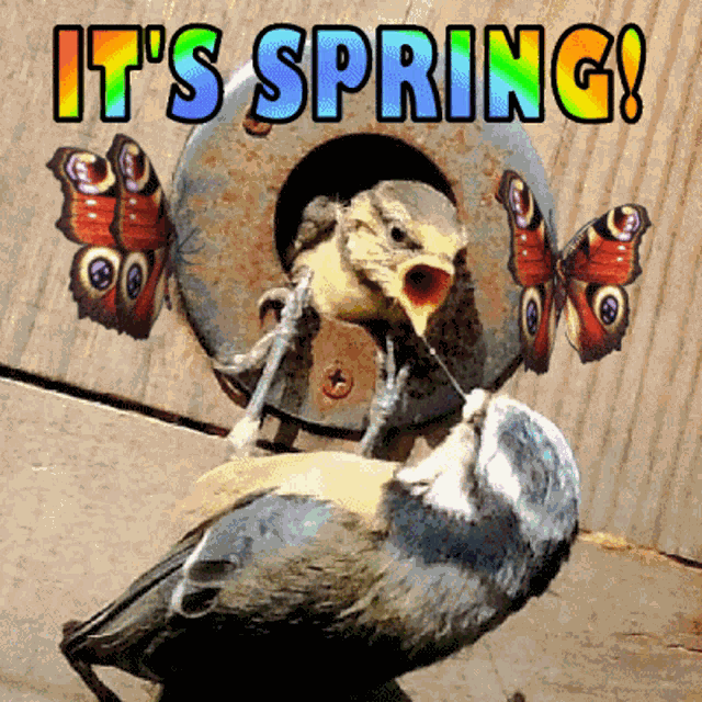 Its Spring Spring Is Here GIF