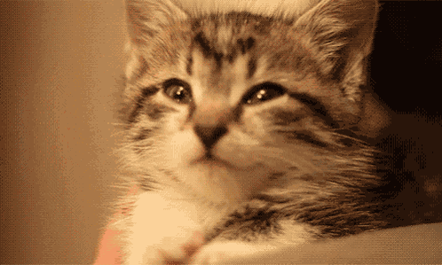 J Cat Bludfart2 Kitty GIF