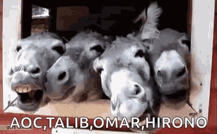 Jackass Donkey GIF