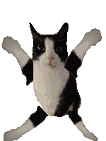 Jallu Dance Cat Dance Sticker