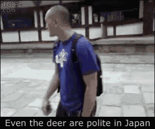 Japan Deer GIF