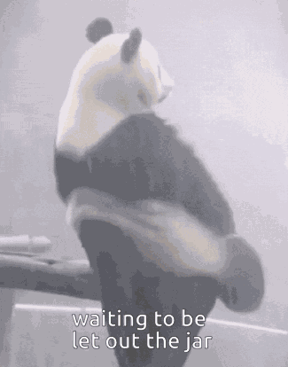 Jar Bear House GIF