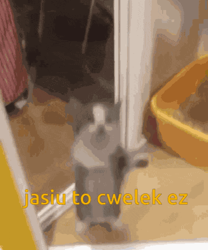 Jasiu To Cwelek Ez GIF