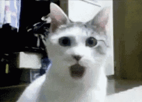 Jaw Drop Cat GIF